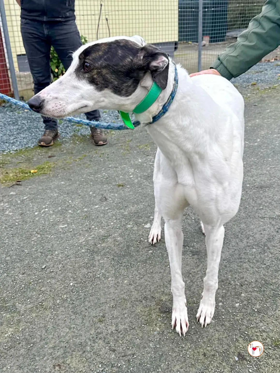 florence grey adozione 05