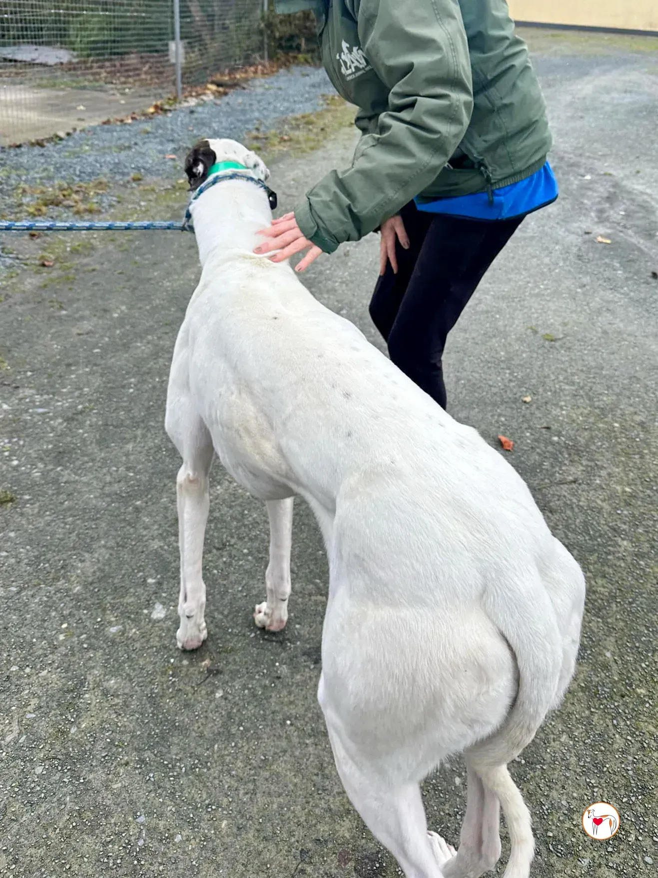 florence grey adozione 06