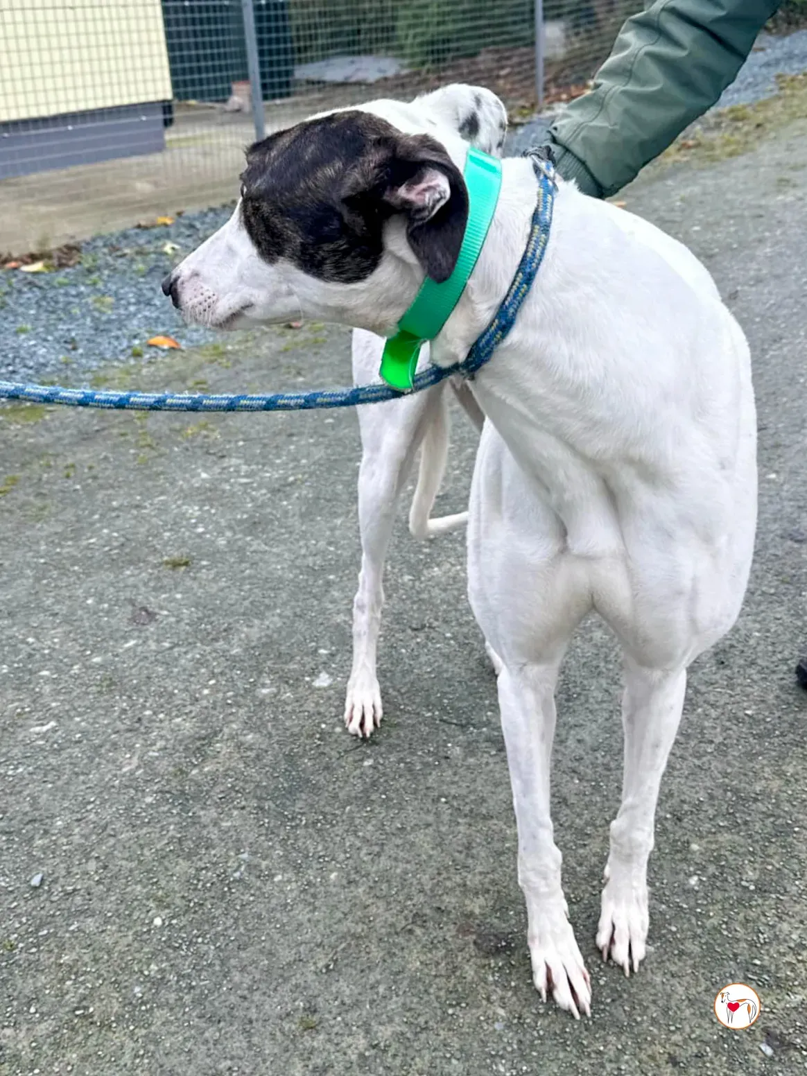 florence grey adozione 07