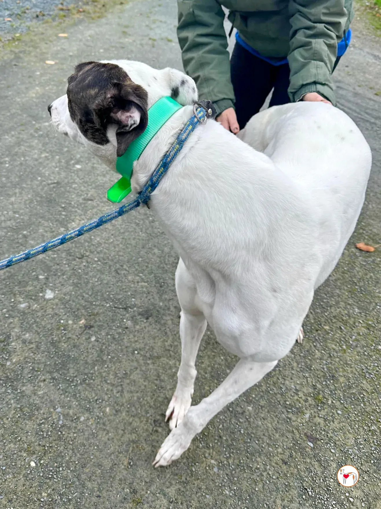 florence grey adozione 08