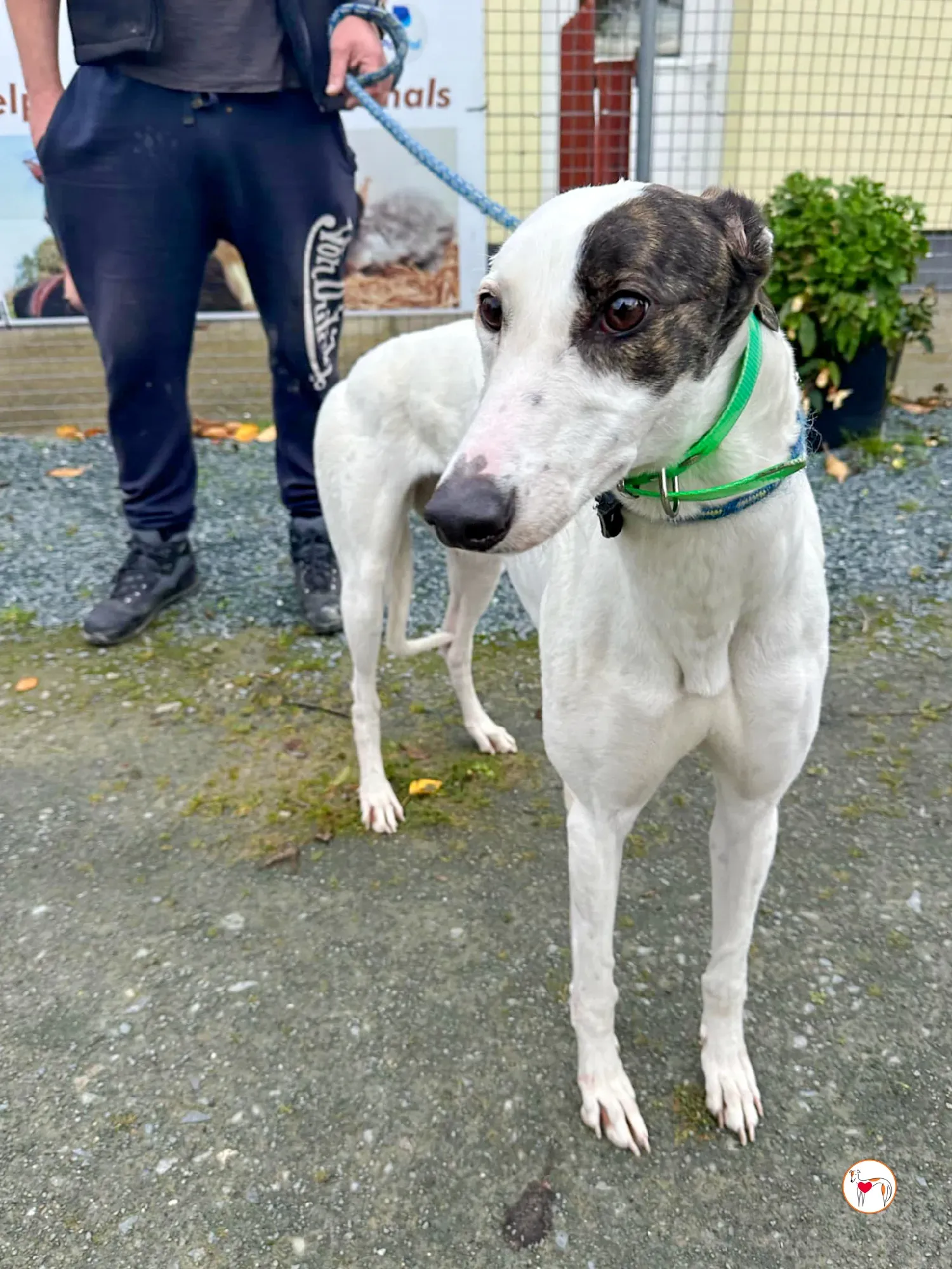 florence grey adozione 09