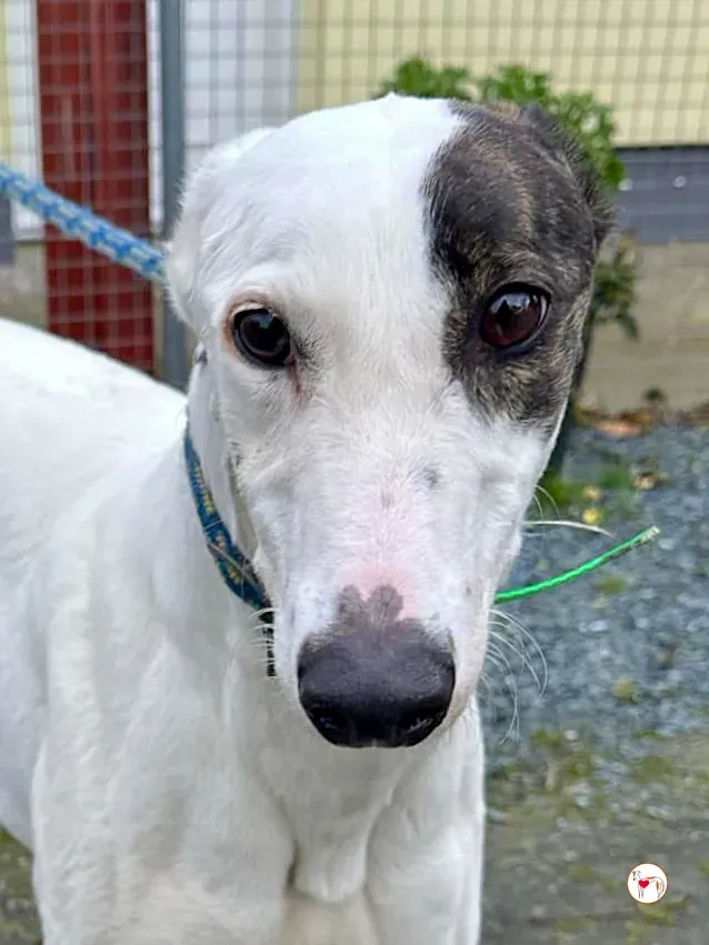 florence grey adozione 10