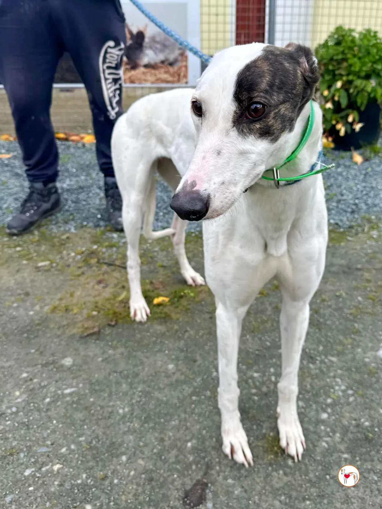 florence grey adozione 11