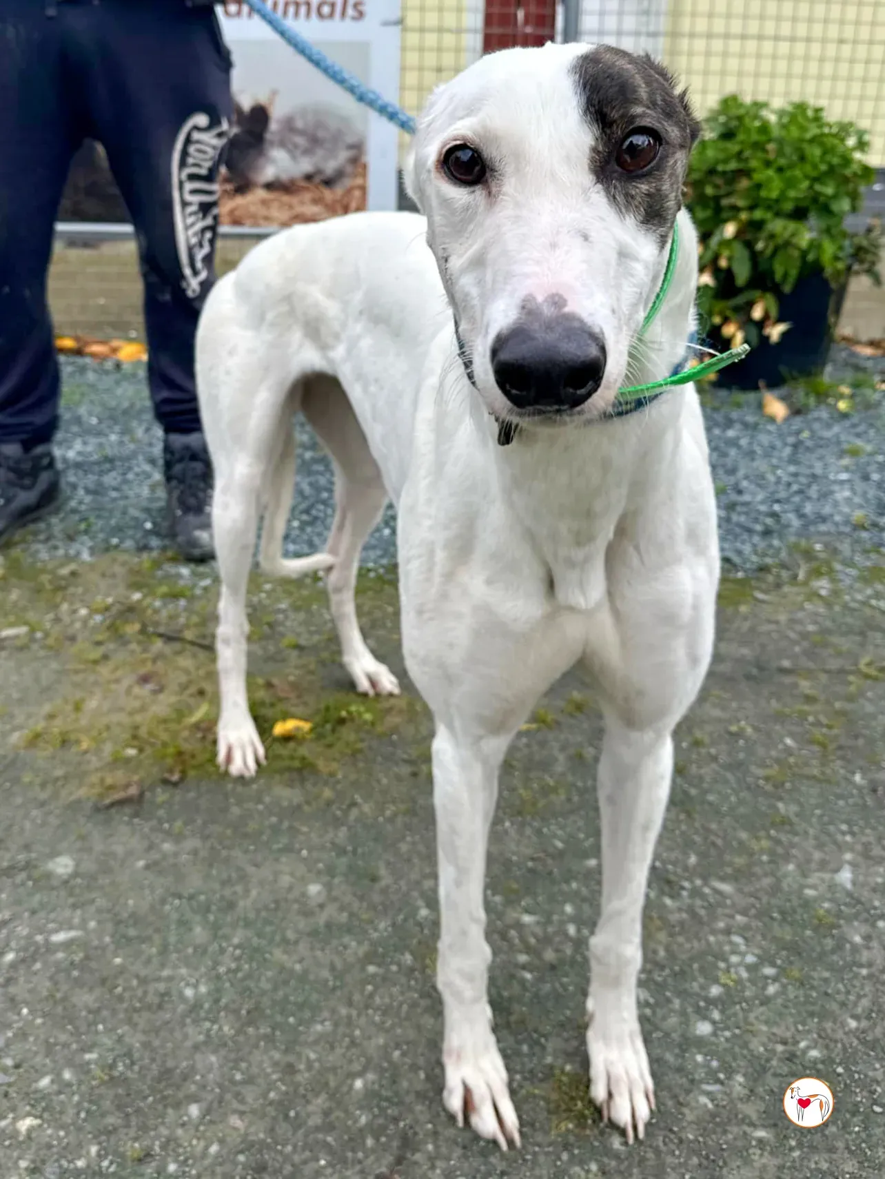 florence grey adozione 12