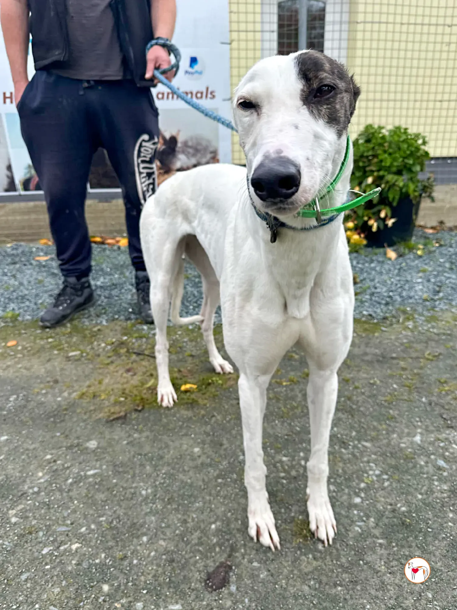 florence grey adozione 13