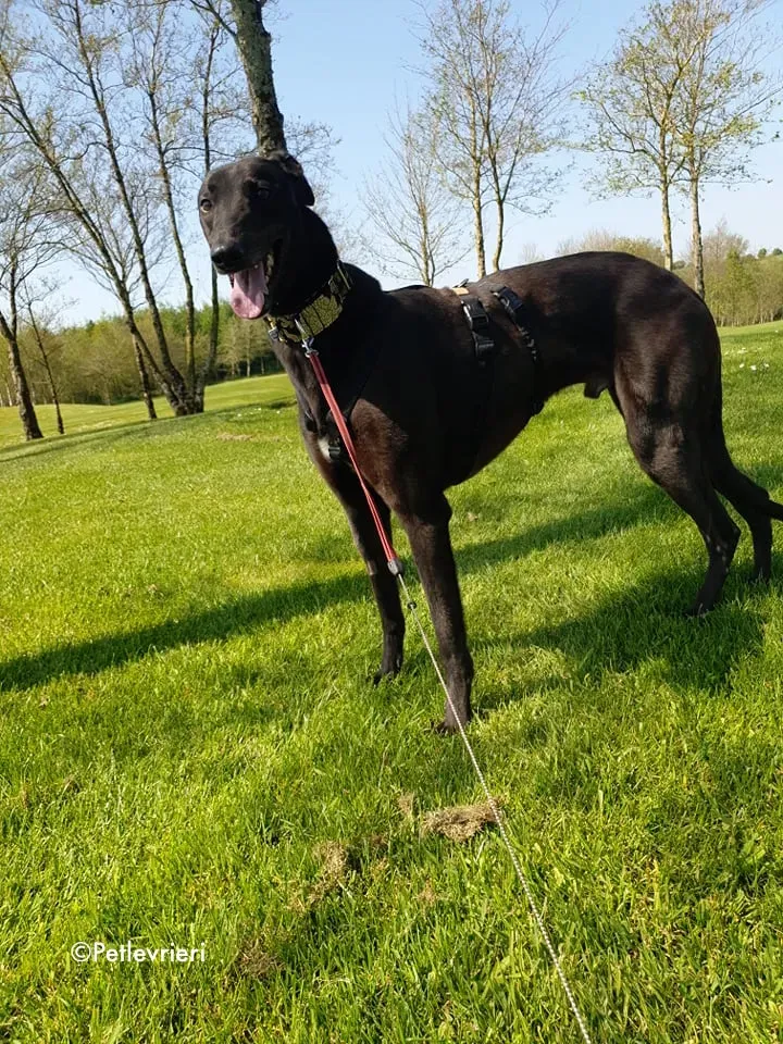 florian adozione levrieri greyhound 10