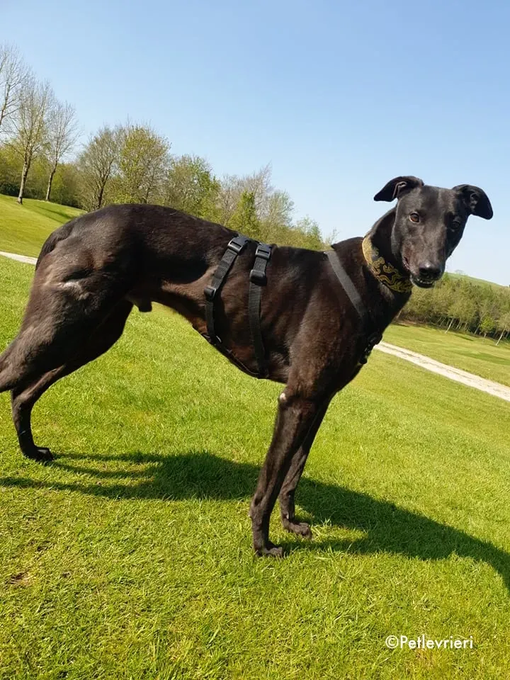 florian adozione levrieri greyhound 11