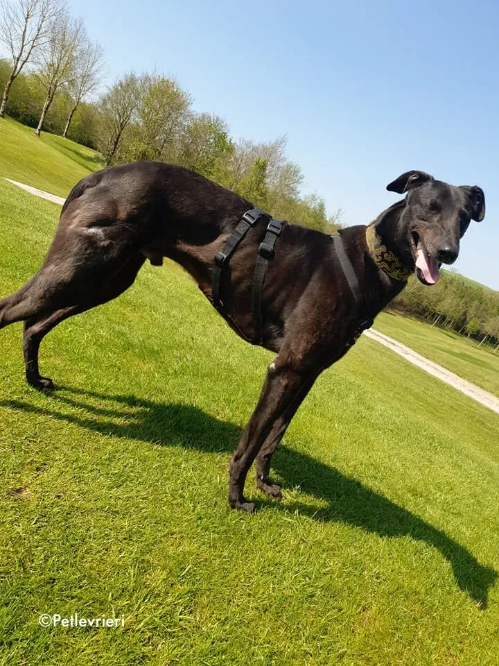 florian adozione levrieri greyhound 12