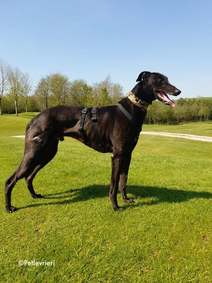 florian adozione levrieri greyhound 13