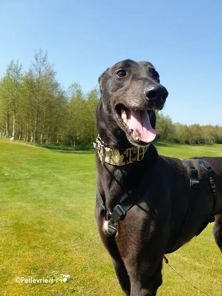 florian adozione levrieri greyhound 14