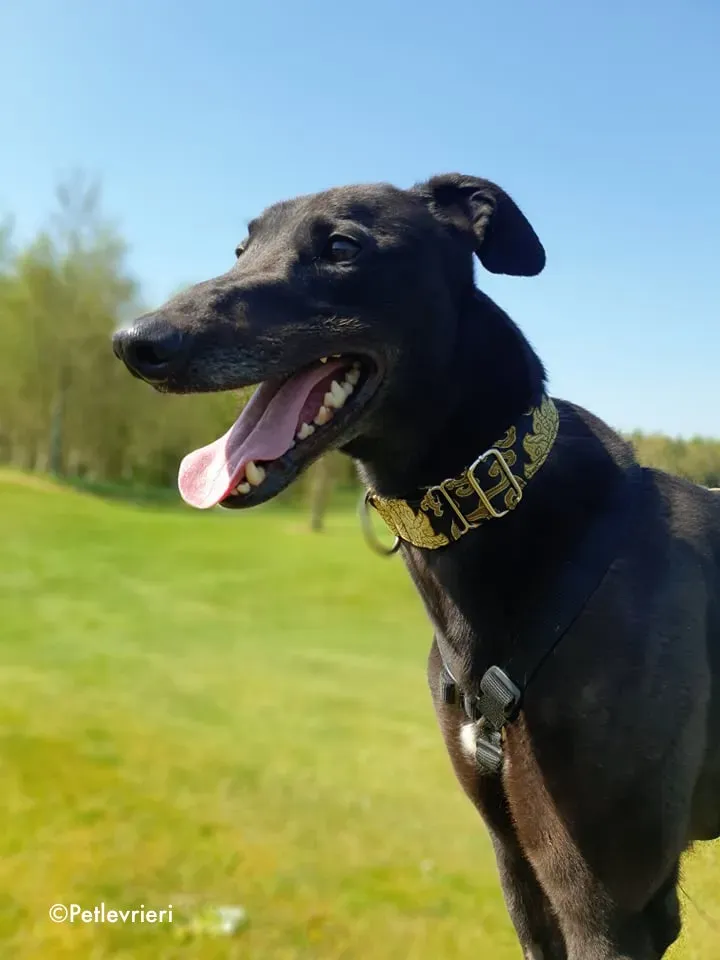 florian adozione levrieri greyhound 15