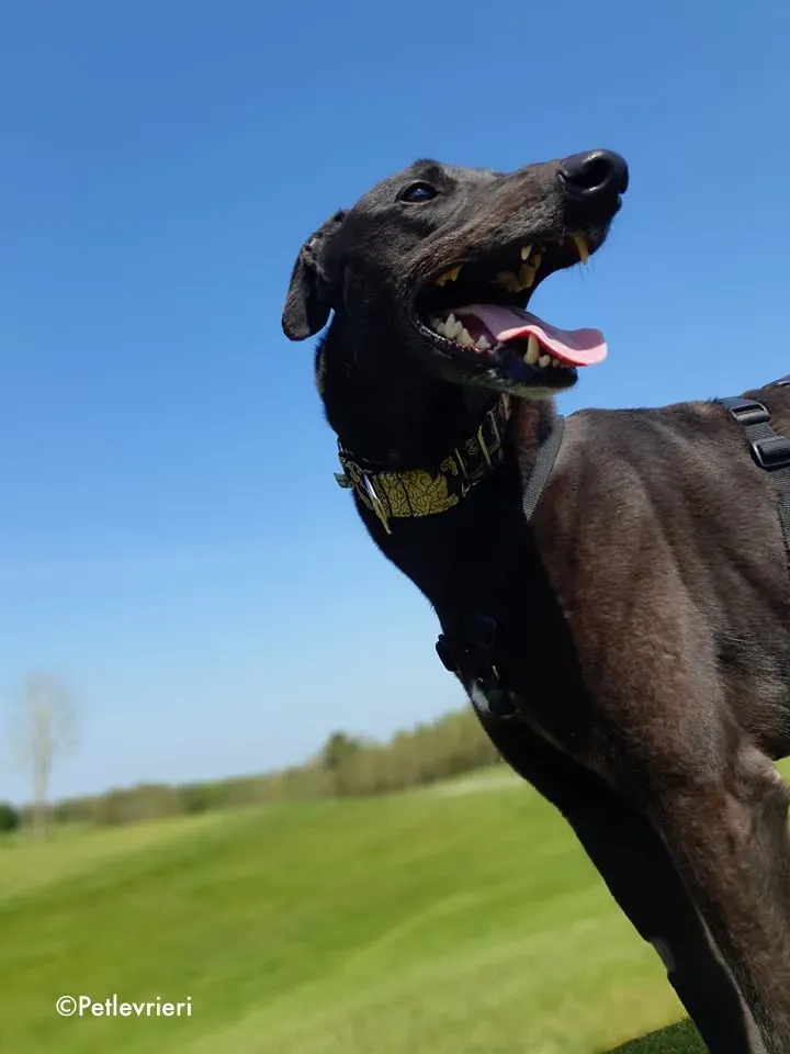 florian adozione levrieri greyhound 16