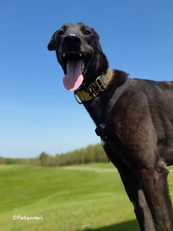 florian adozione levrieri greyhound 17