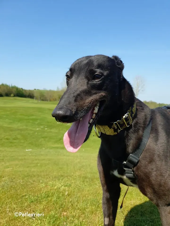 florian adozione levrieri greyhound 18