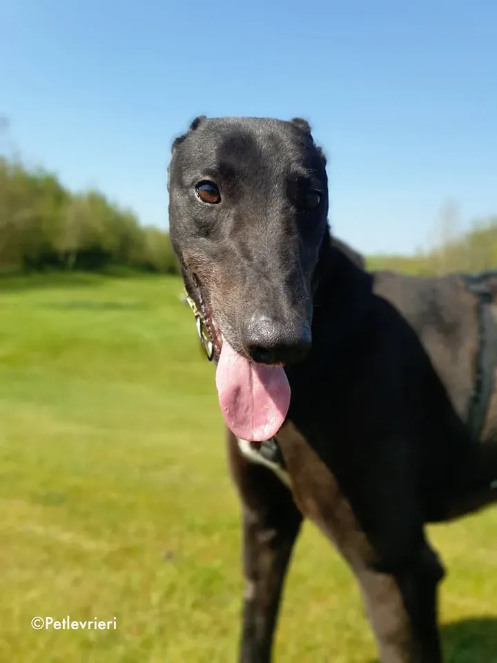 florian adozione levrieri greyhound 19