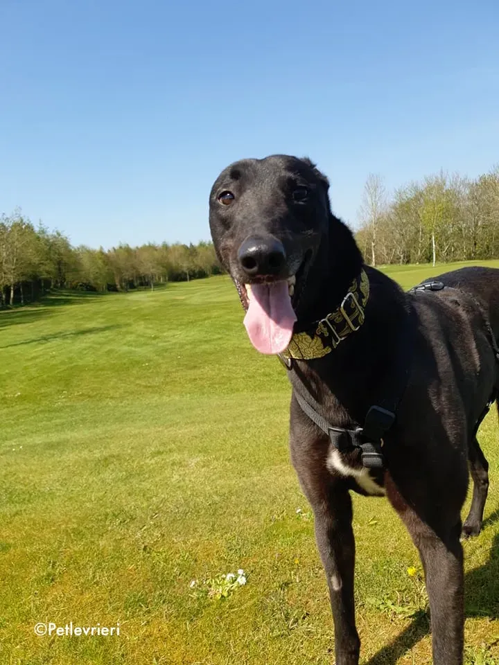 florian adozione levrieri greyhound 20