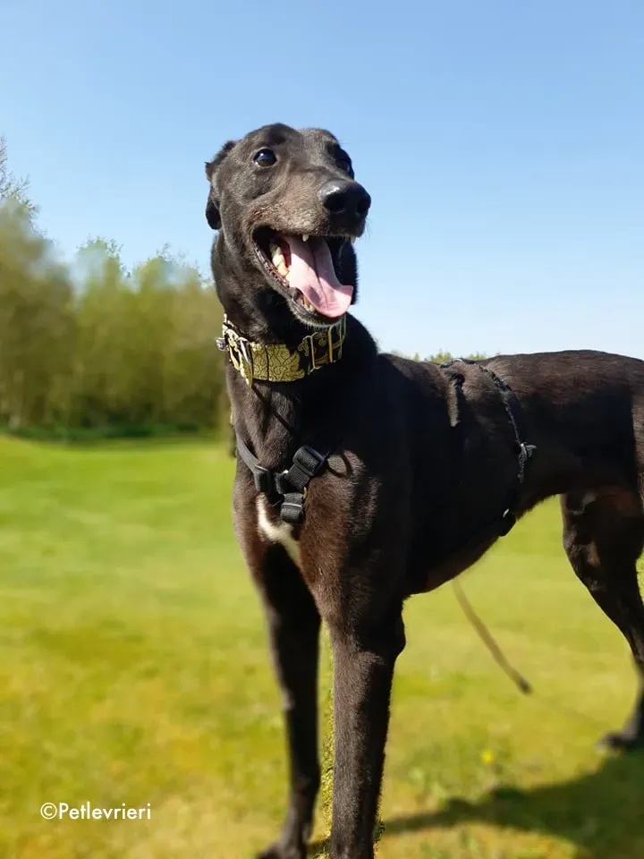 florian adozione levrieri greyhound 21