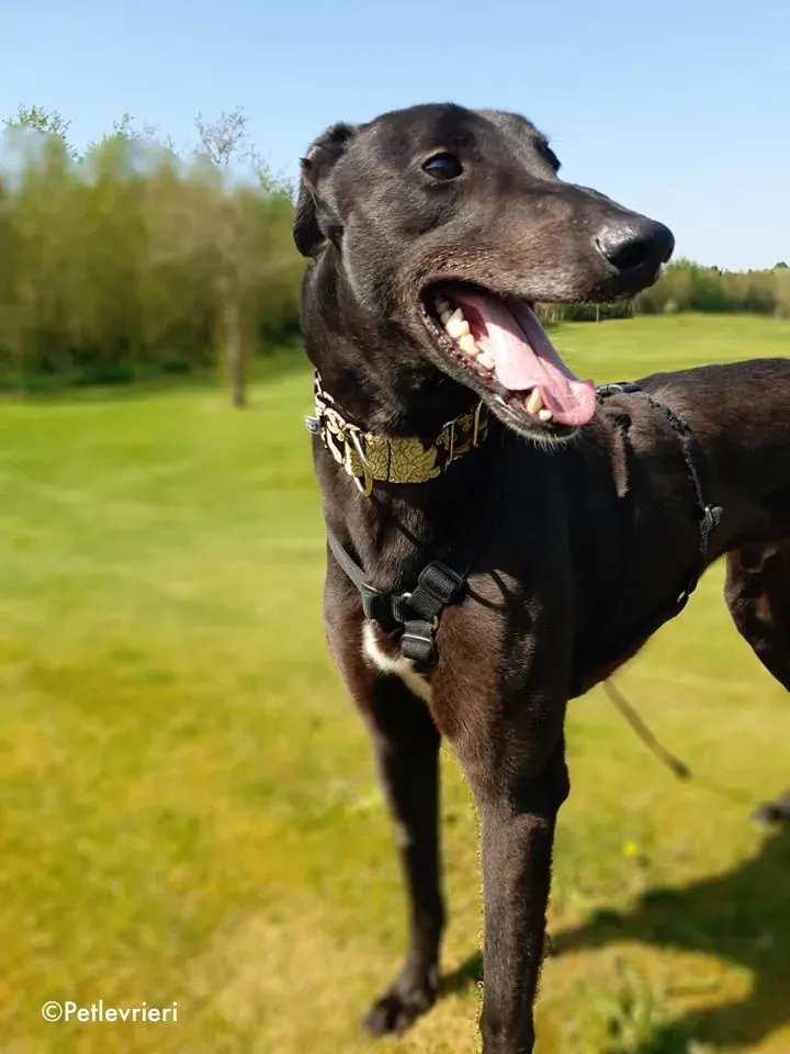 florian adozione levrieri greyhound 22