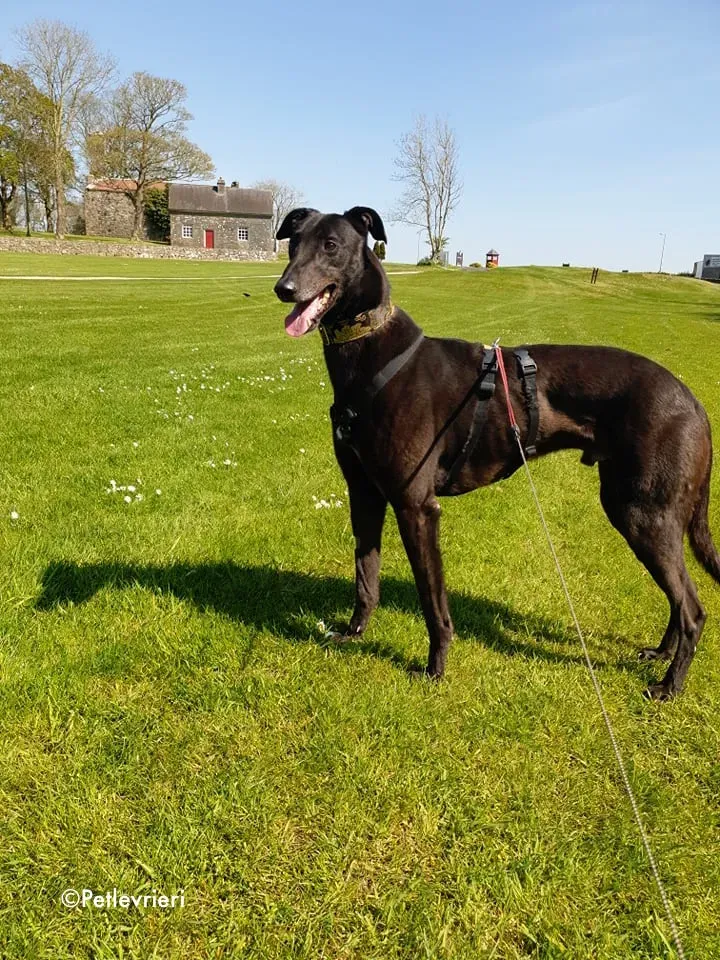 florian adozione levrieri greyhound 23