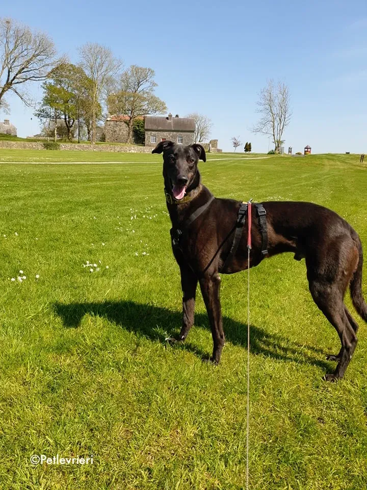 florian adozione levrieri greyhound 24