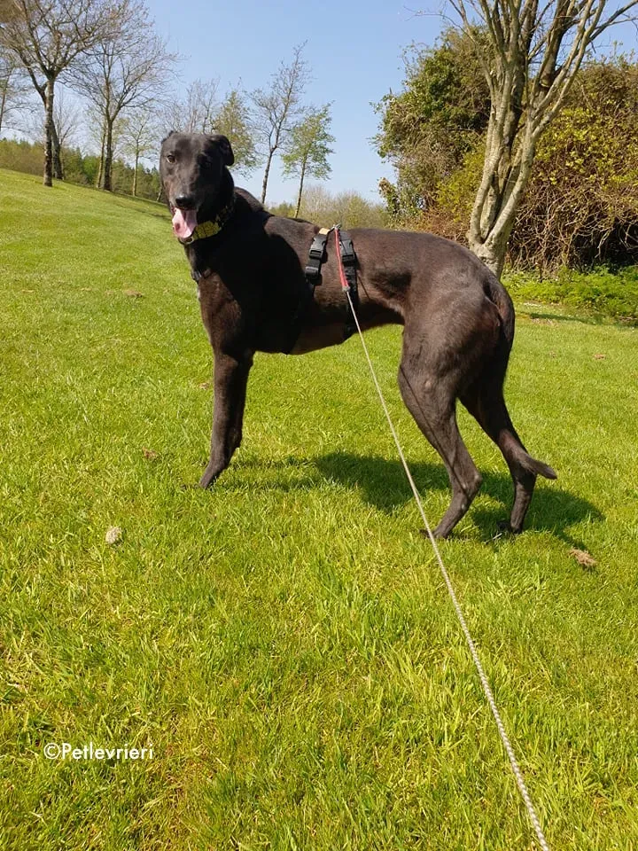 florian adozione levrieri greyhound 4