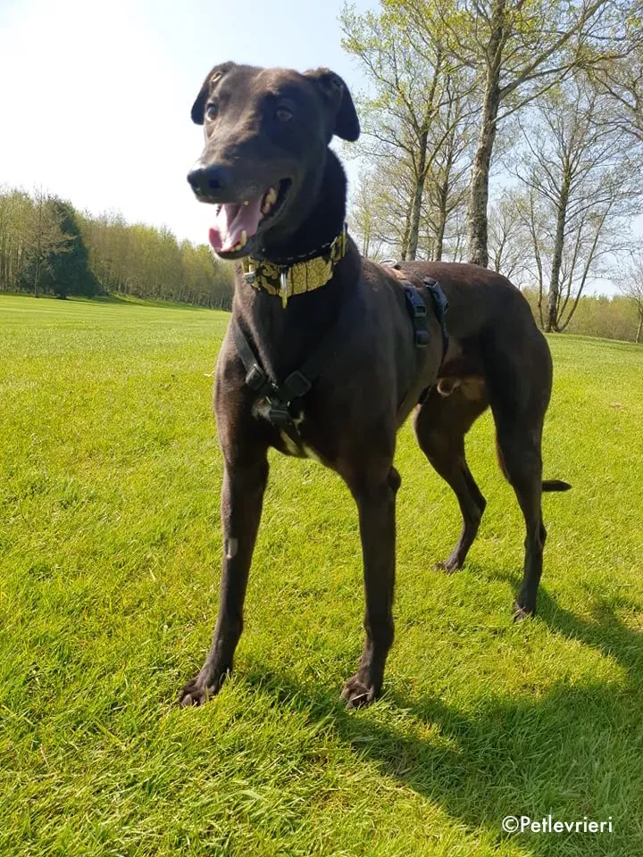 florian adozione levrieri greyhound 5