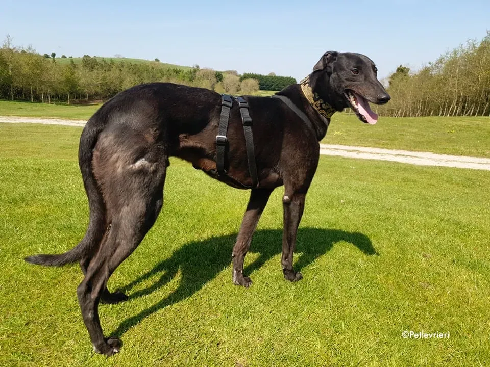 florian adozione levrieri greyhound 8