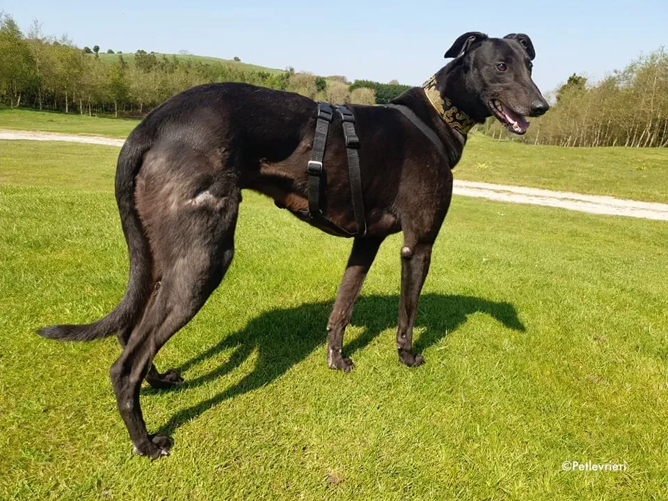 florian adozione levrieri greyhound 9