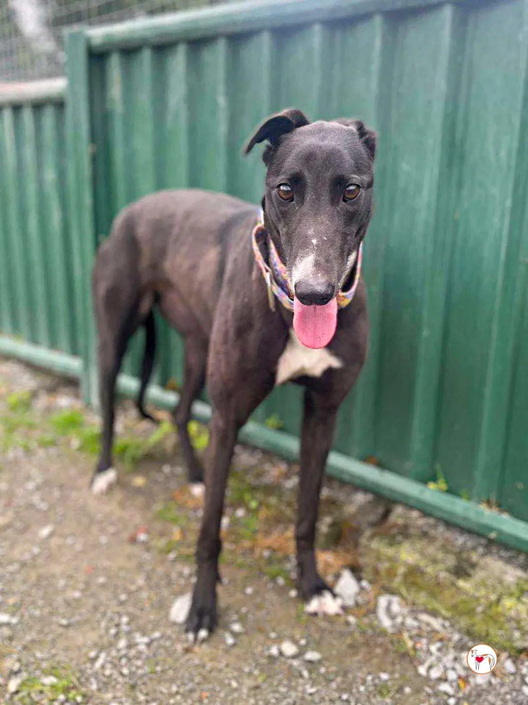 floss grey adozione 01