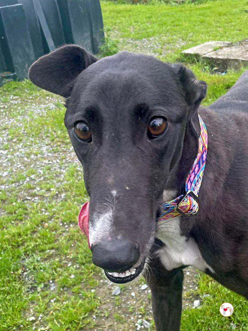 floss grey adozione 02