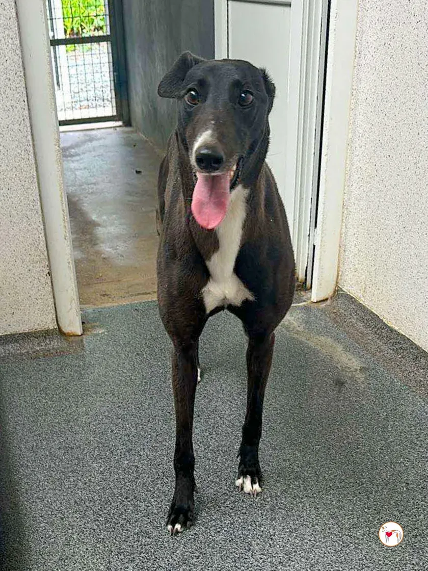 floss grey adozione 03