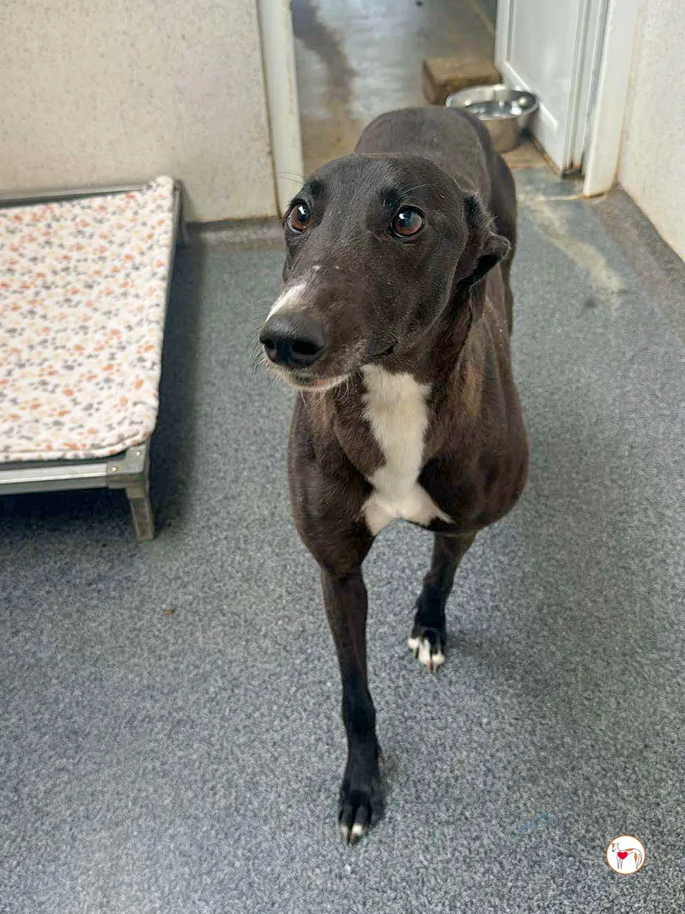 floss grey adozione 04