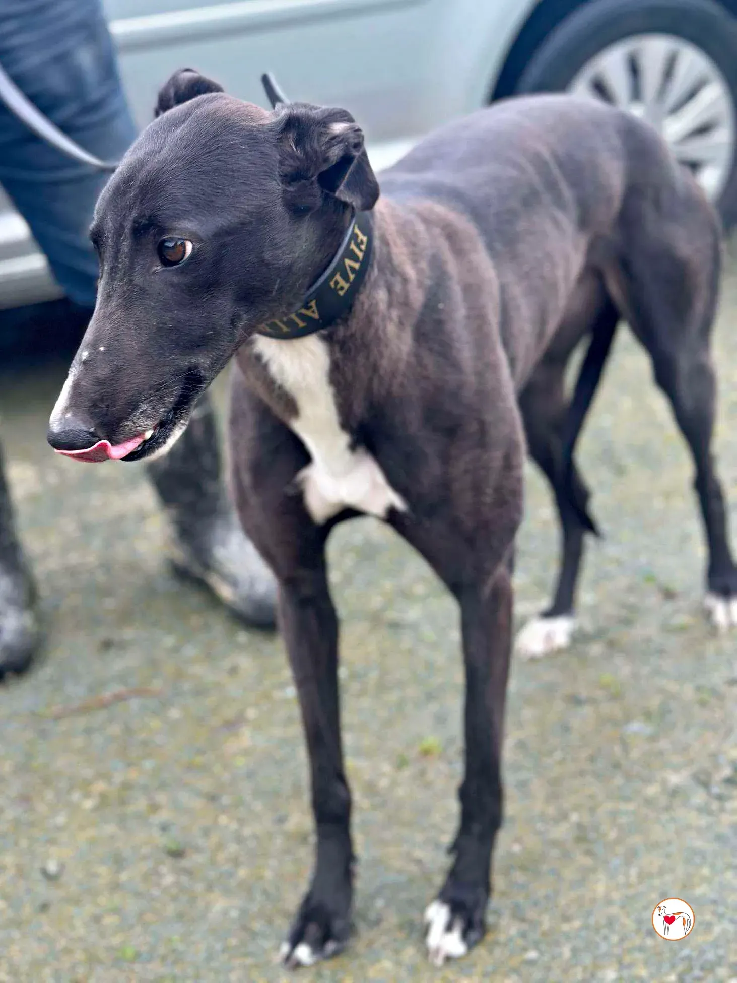 floss grey adozione 05