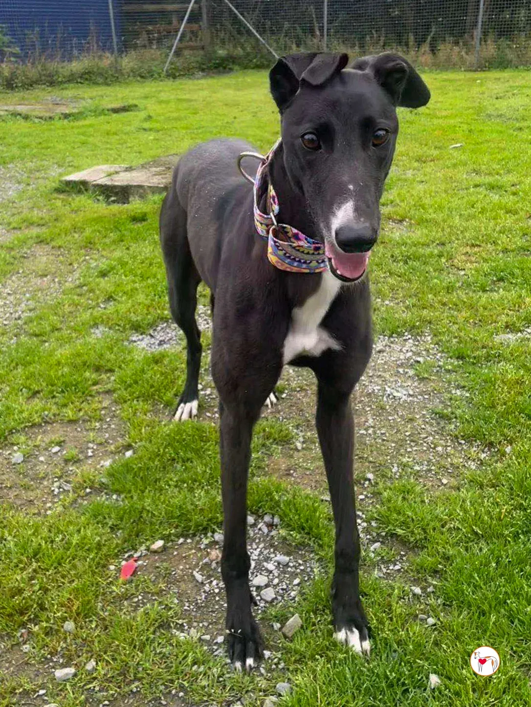 floss grey adozione 06