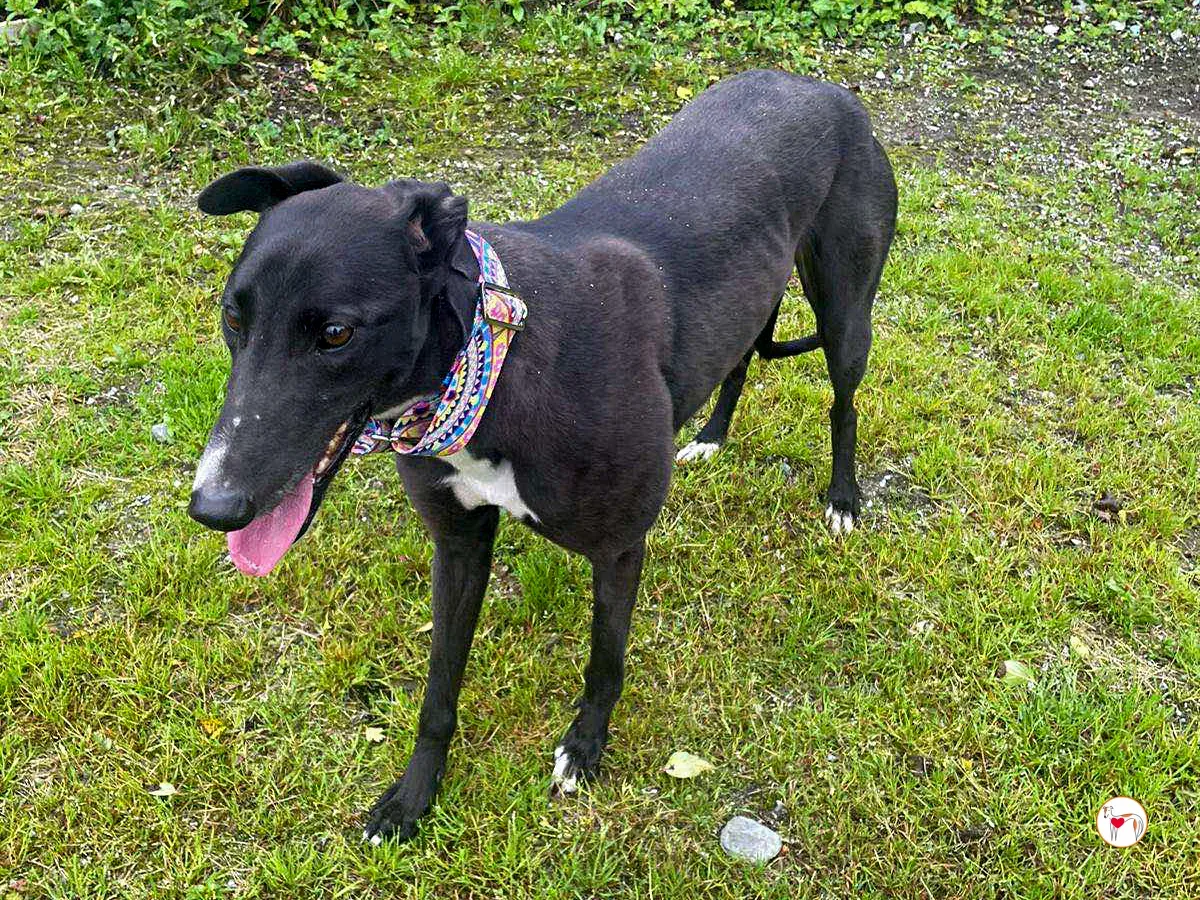 floss grey adozione 07