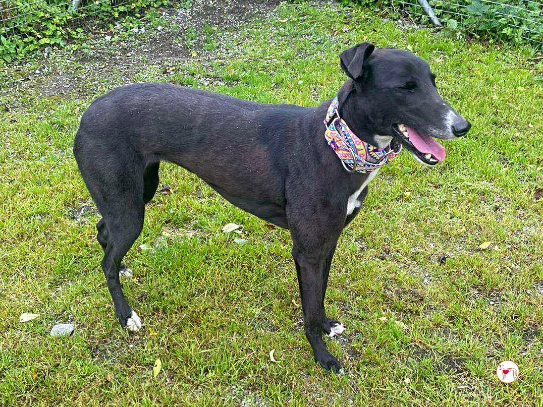 floss grey adozione 08