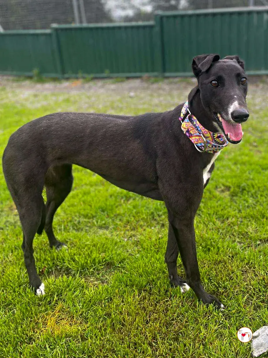 floss grey adozione 09