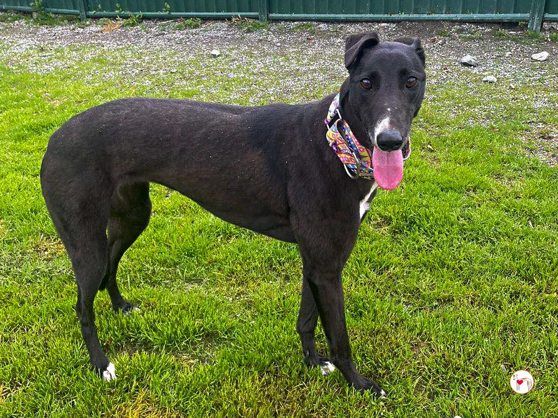 floss grey adozione 10