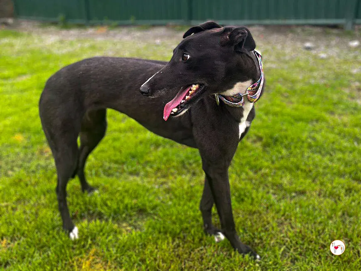 floss grey adozione 11