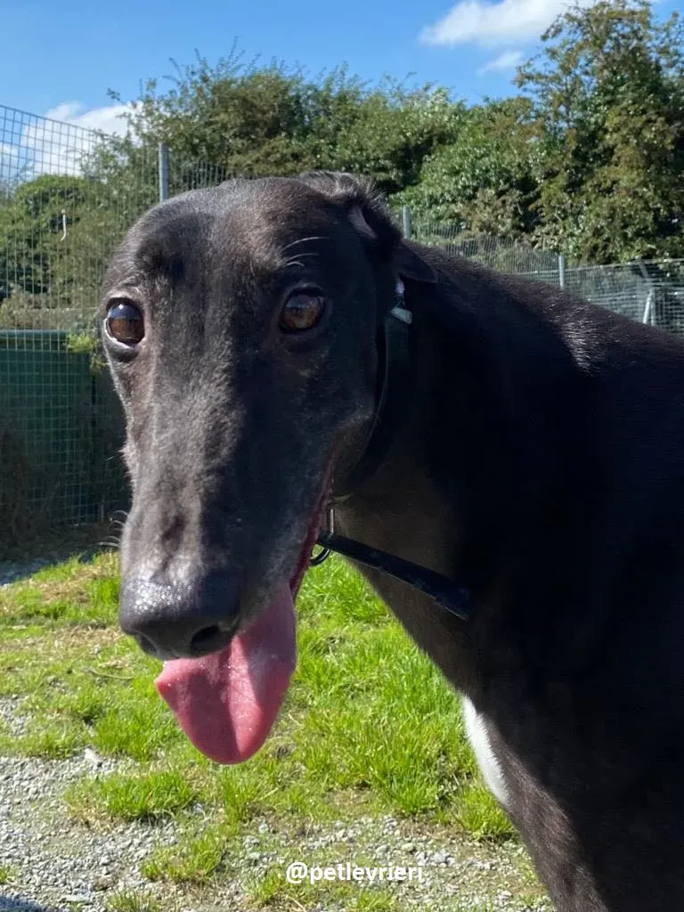 floyd adozione greyhound 1 1