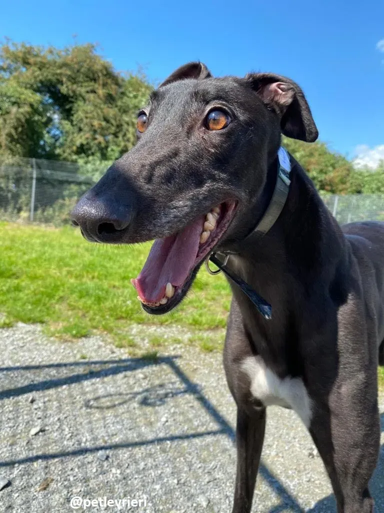 floyd adozione greyhound 1