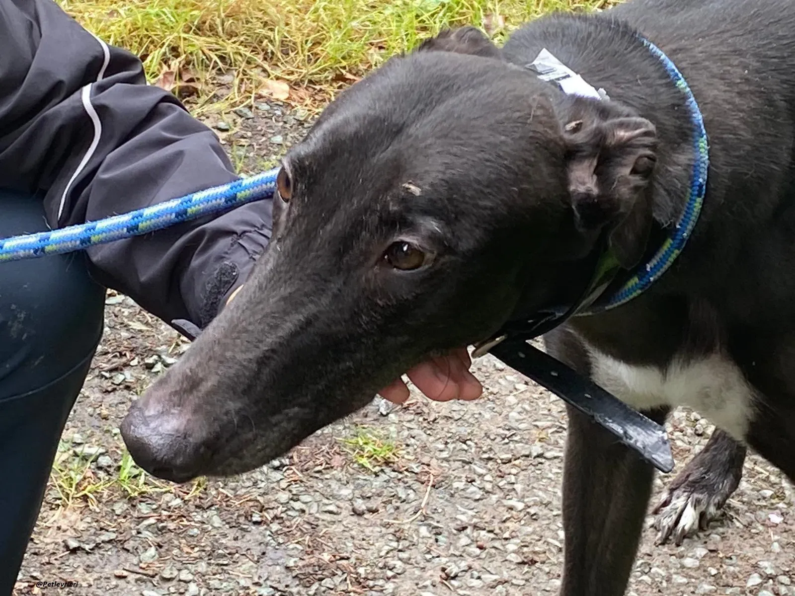 floyd greyhound adozione levrieri 1