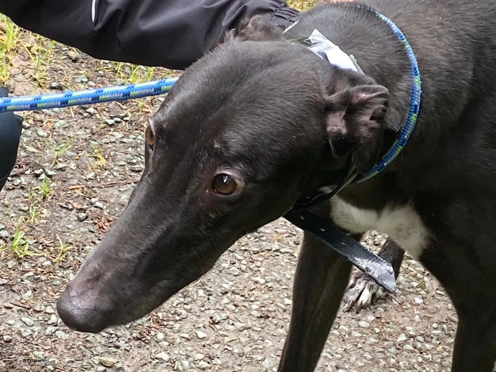 floyd greyhound adozione levrieri 2