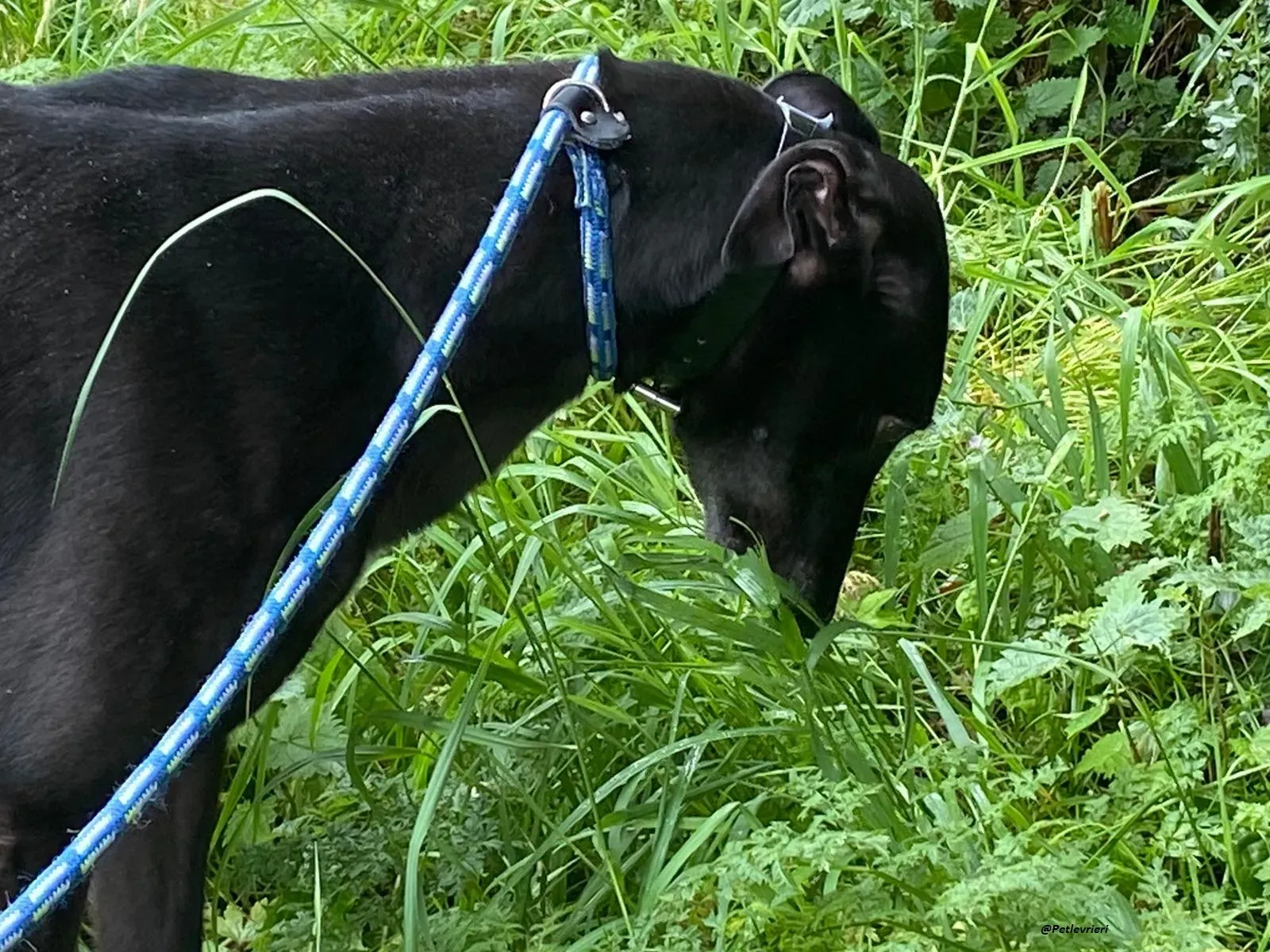 floyd greyhound adozione levrieri 3