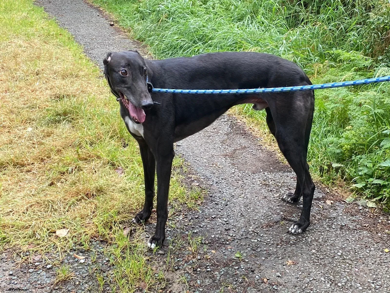 floyd greyhound adozione levrieri 4