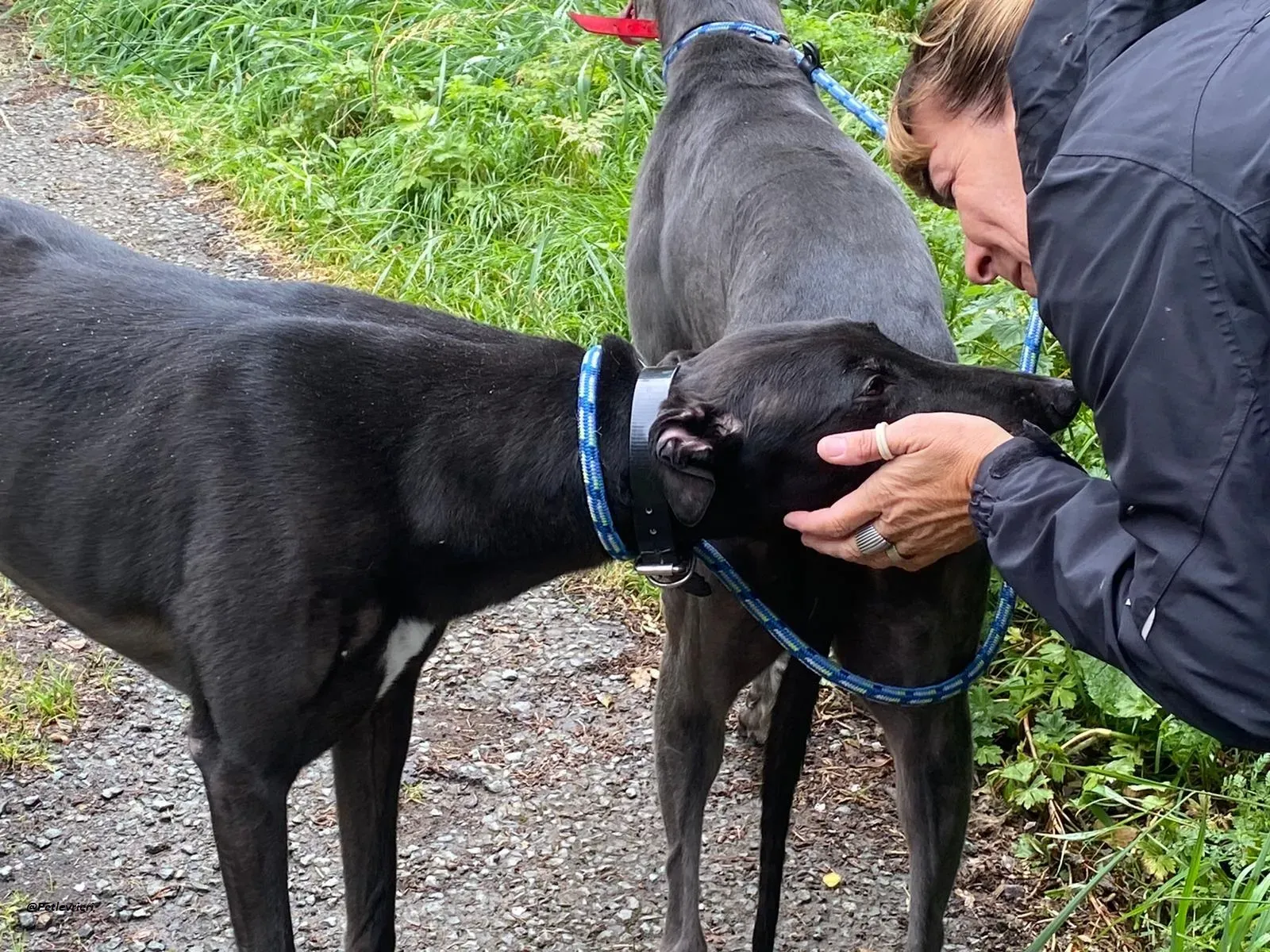 floyd greyhound adozione levrieri 5