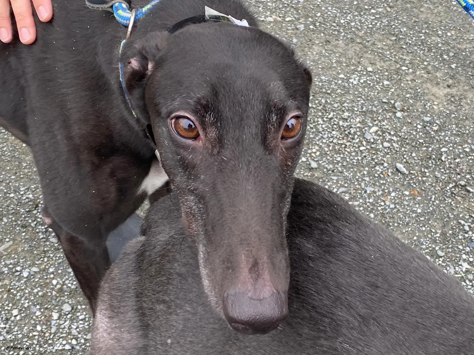 floyd greyhound adozione levrieri 6