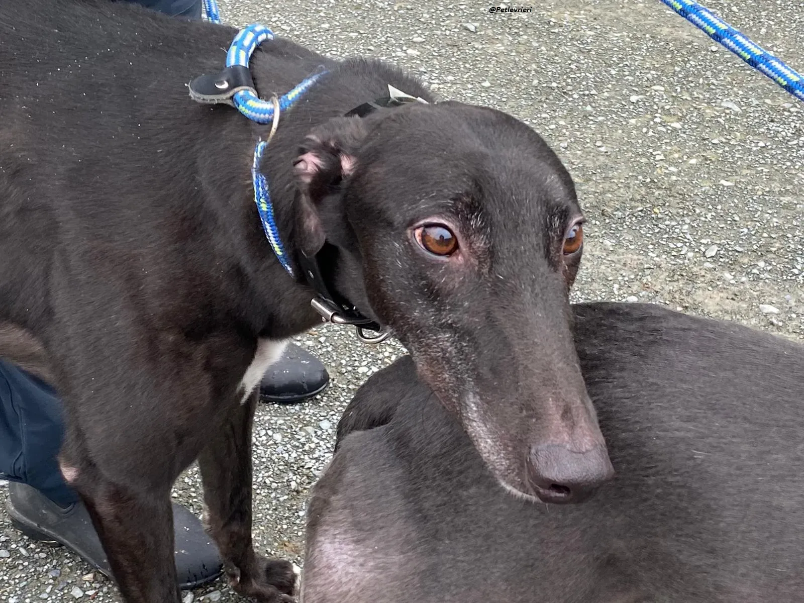 floyd greyhound adozione levrieri 7