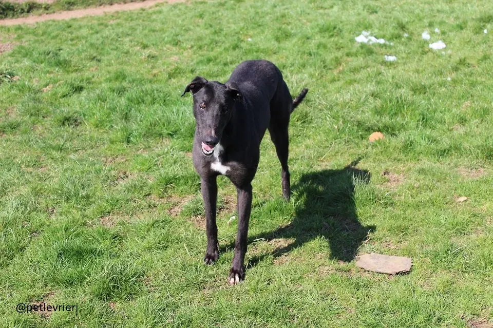 fluke adozione greyhound 1 1