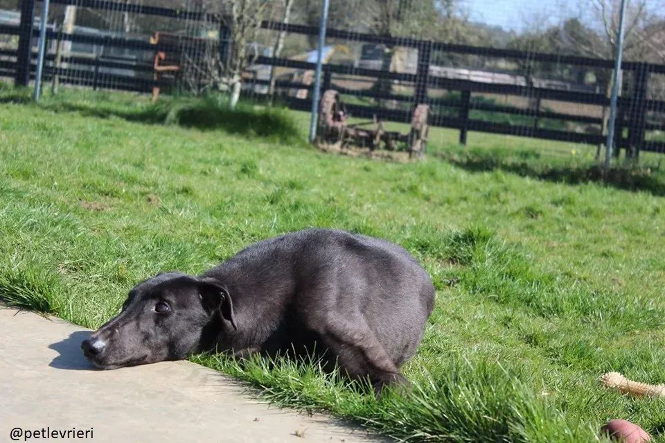 fluke adozione greyhound 2 2